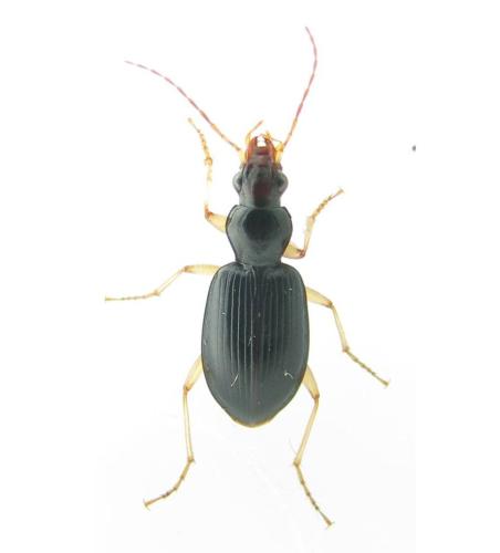 Réf. 329 308 : Paranchus albipes